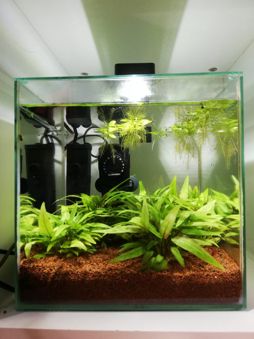 Aquarium de maxenceprevost aquarium de crevettes