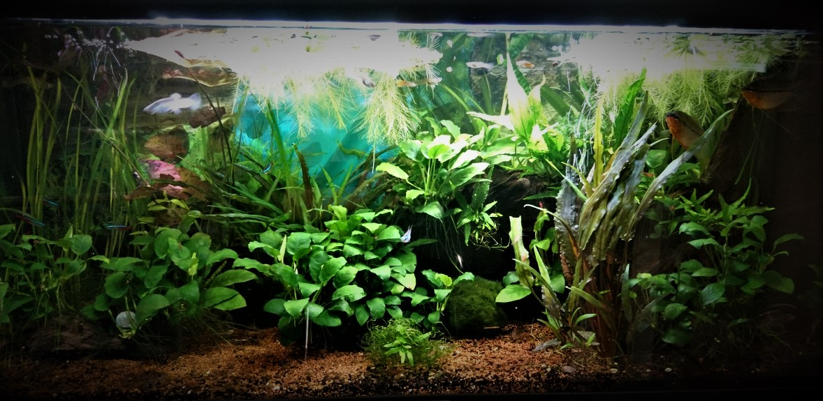 Nouvelle photo de mon aquarium UNE EAUTERRE[/b]"