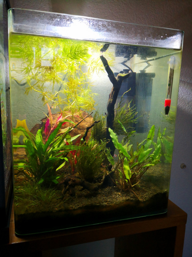 Nouvelle photo de mon aquarium "[b]Nano 30l[/b]"
