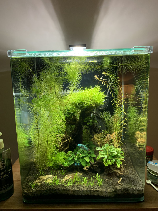 Nouvelle photo de mon aquarium "[b]Dennerle 35L Betta[/b]"