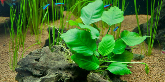 Comment savoir si une plante d'aquarium est en bonne santé