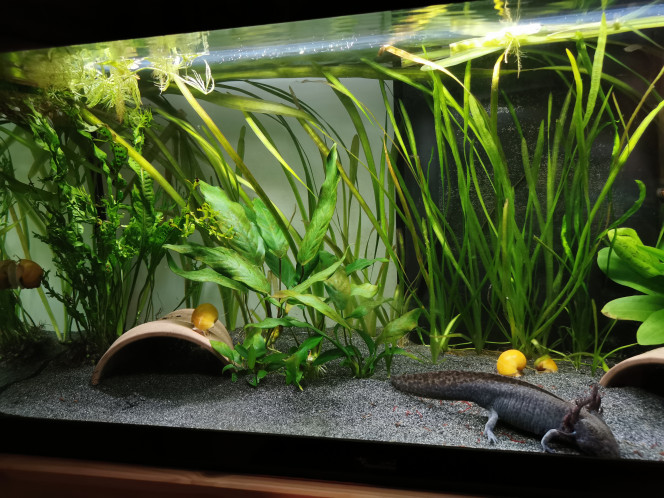 Nouvelle photo de mon aquarium "[b]Axolotls[/b]"