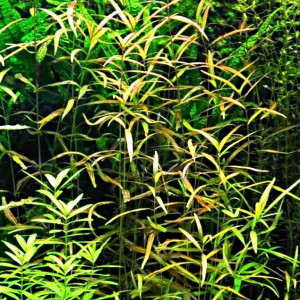 Plante Hygrophila Polysperma Var Hygrophila Polysperma Rosaenervig