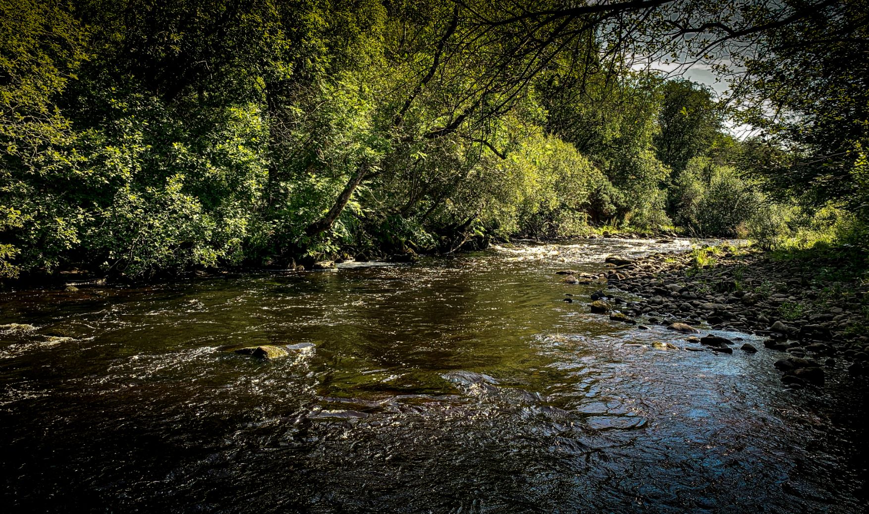 Allan Water Angling Improvement Association Adult Day Permit