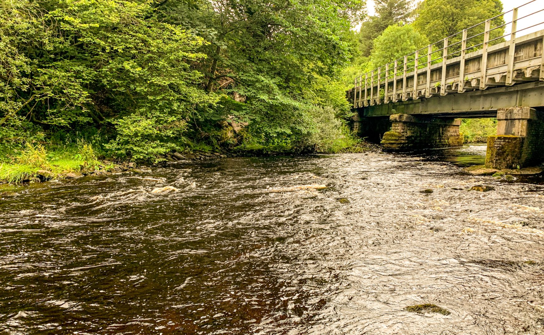 Allan Water Angling Improvement Association Youth Day Permit