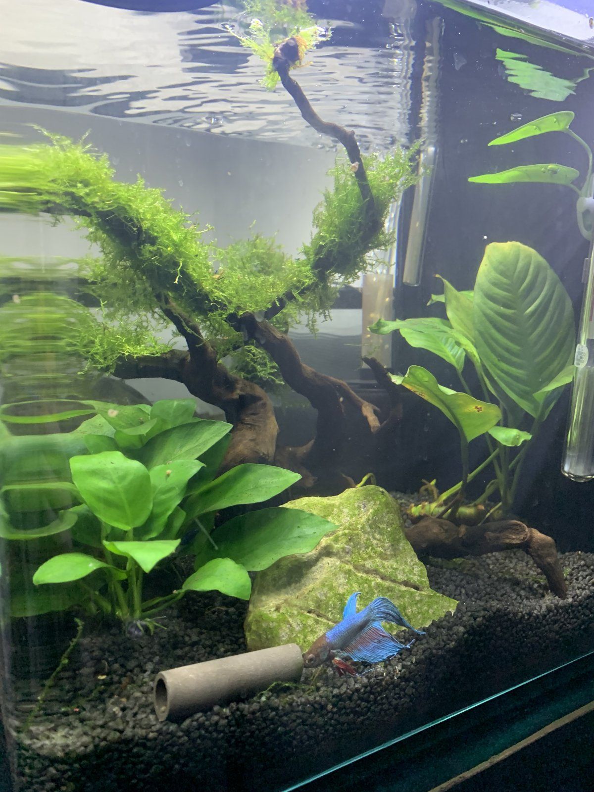 Betta looks depressed Fish Forum