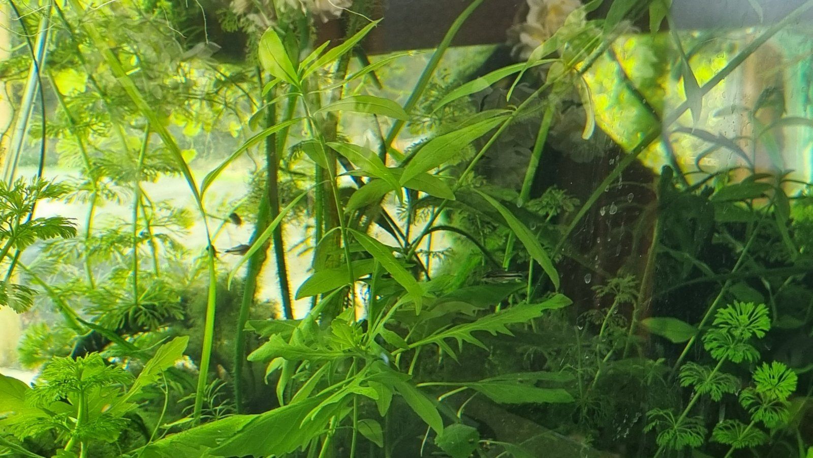 Best bottom feeder for a gravel tank Page 2 Tropical Fish Forums 🐠