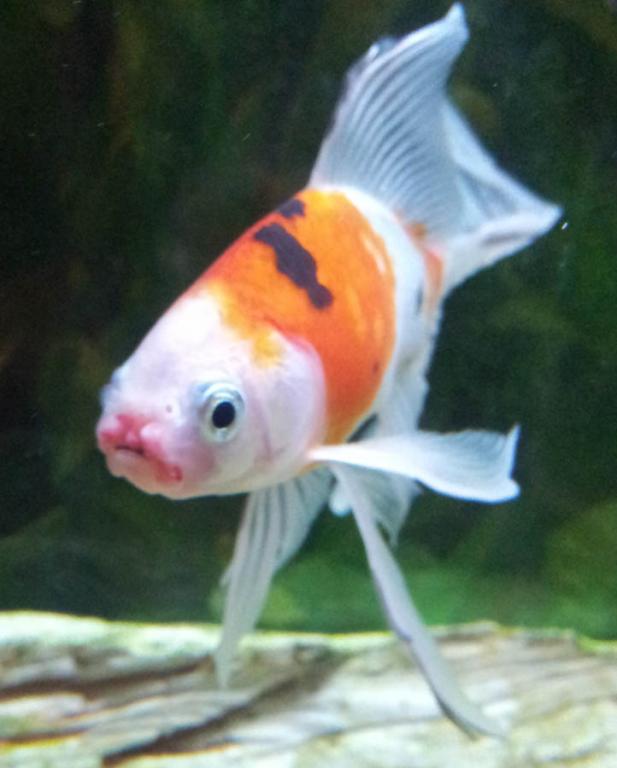 Why Does My Fish Have Red Lips
