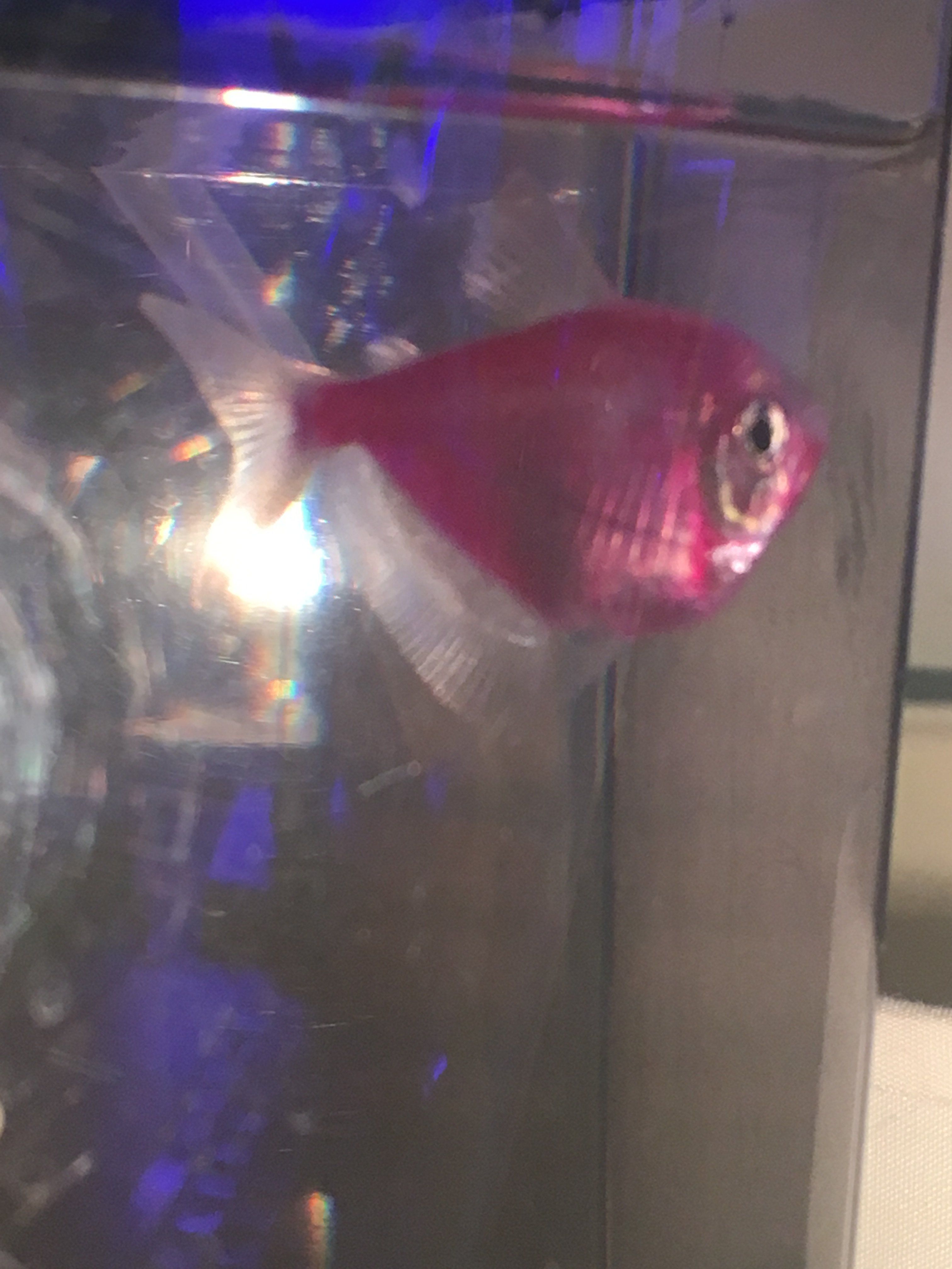 bloated glofish! pregnant or swim bladder? Tropical Fish Forums 🐠