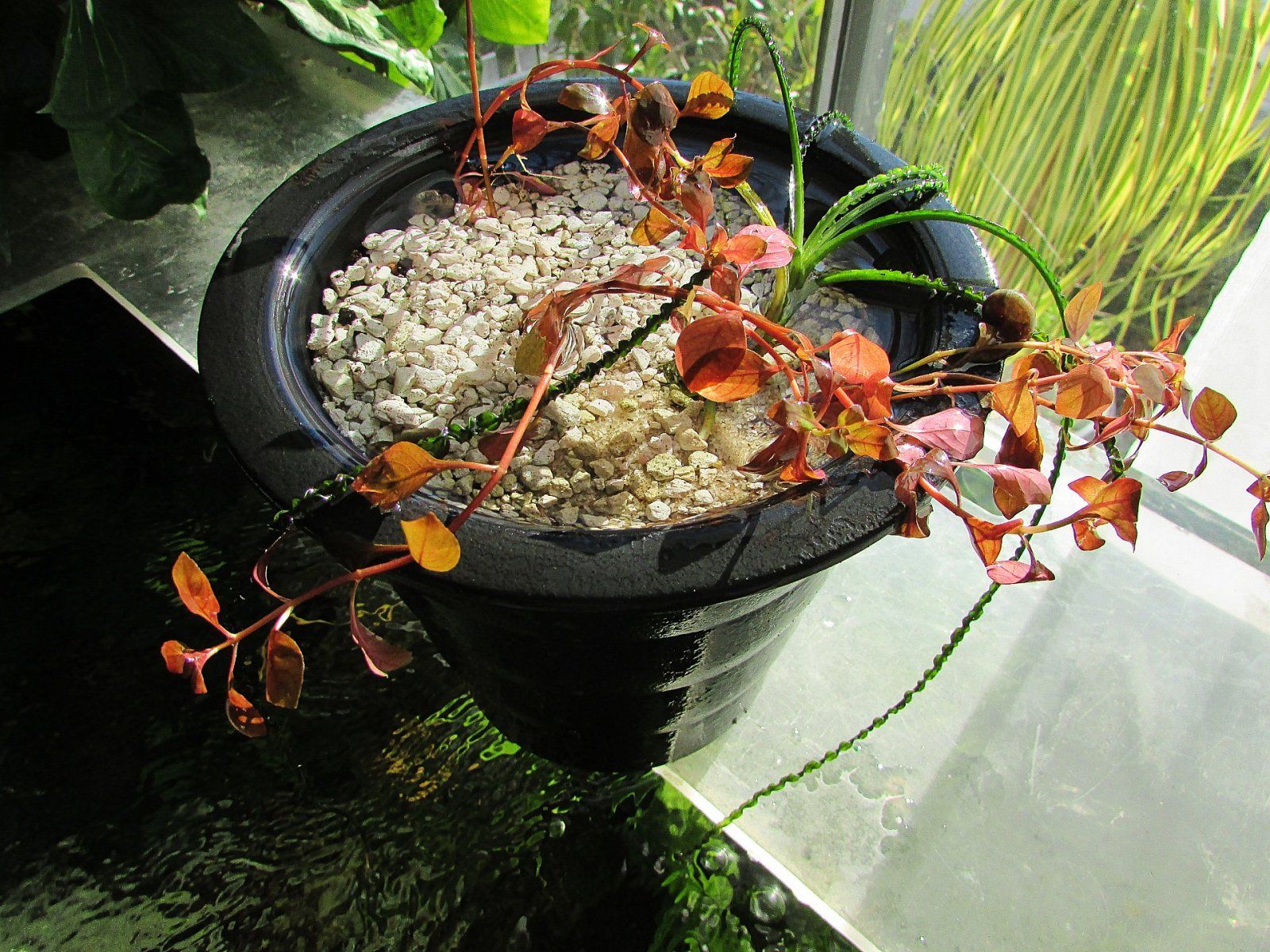 Stan's freshwater 240 gallon extravaganza. Trials and tribulations of a sunlit aquarium Fish Forum