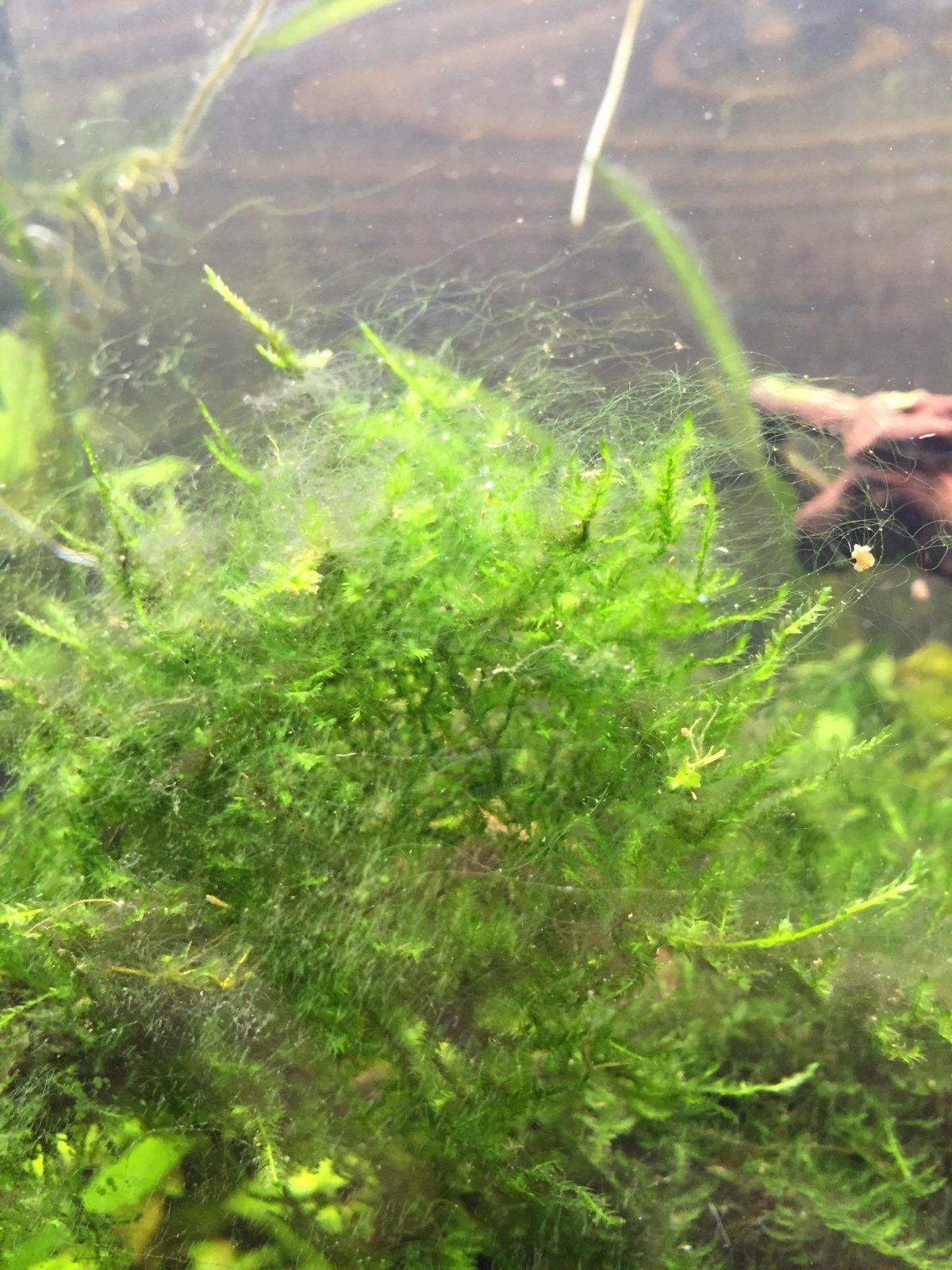 Algae in java moss Fish Forum