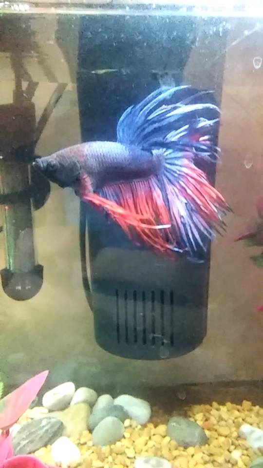 Male Betta keeps resting on bottom of tank. Tropical Fish Forums