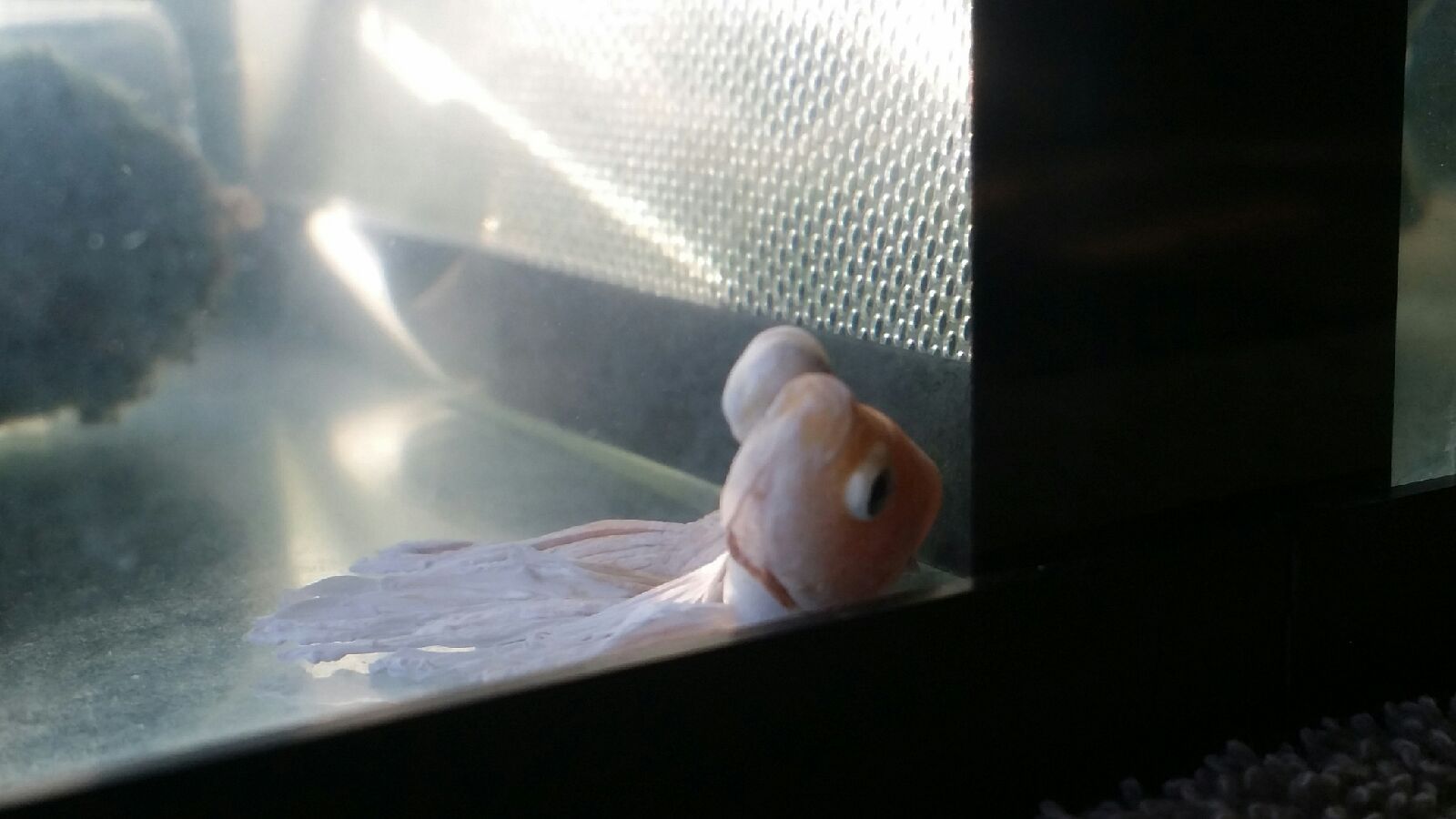 severe pop eye in male betta Tropical Fish Forums