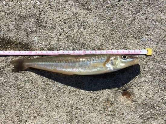 知りたい！大分県のキス釣り情報を発信中！ポイントからシーズンやルアーまで釣果情報 即戦力釣り情報