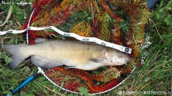 知りたい！茨城県のナマズ釣り情報を発信中！ポイントからシーズンやルアーまで釣果情報 即戦力釣り情報