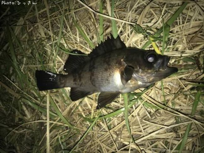【メバル15cm】釣果情報千葉県内房[2021年4月23日0時] ひっさん 即戦力釣り情報
