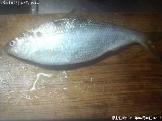 【コノシロ32cm】釣果情報香川県東かがわ市[2011年4月30日16時] けいちゃん 即戦力釣り情報