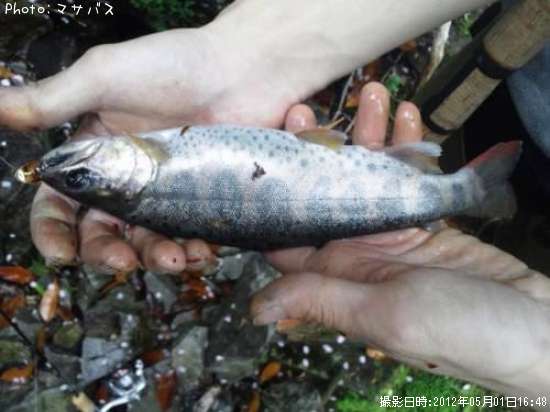 【アマゴ イワナ25cm】釣果情報岐阜県上石津町[2012年5月1日16時] マサバス 即戦力釣り情報