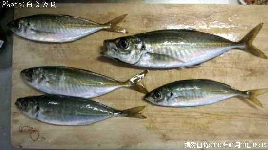 【アジ26cm】釣果情報鹿児島県長島[2013年1月13日15時] 白スカR 即戦力釣り情報