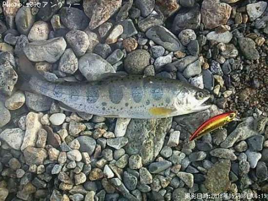 【アマゴ20cm】釣果情報岐阜県板取川[2013年5月6日6時] 蛇池アングラー 即戦力釣り情報