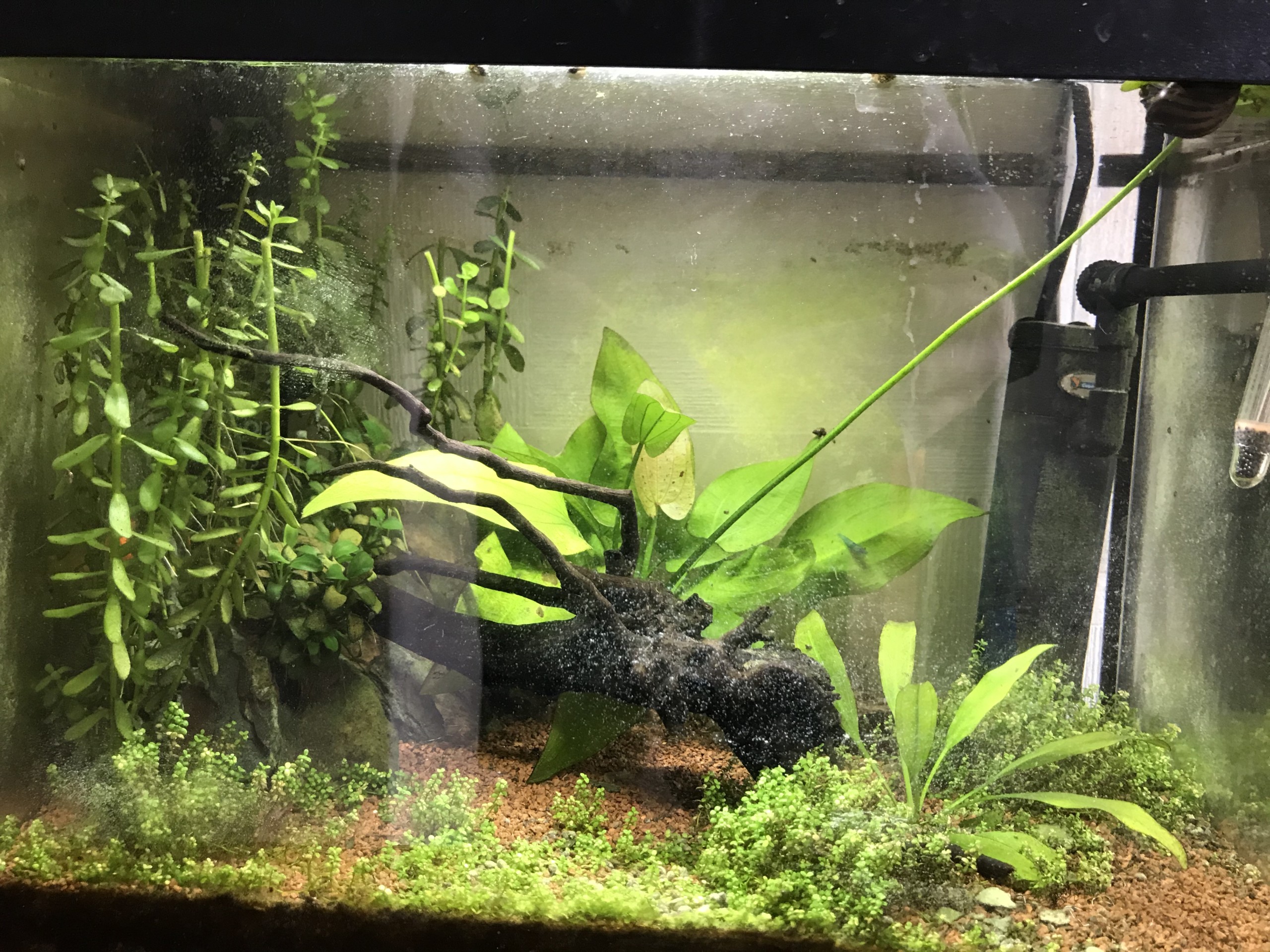 Nano 20l Spécifique Maxille