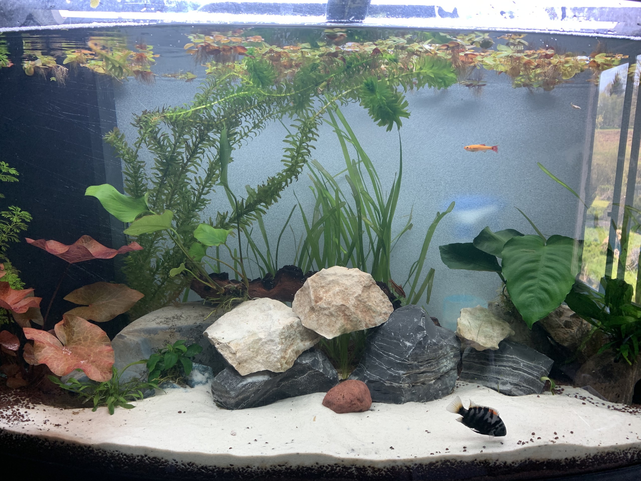 Aquarium Cichlidés nigros Communautaire AuroreH