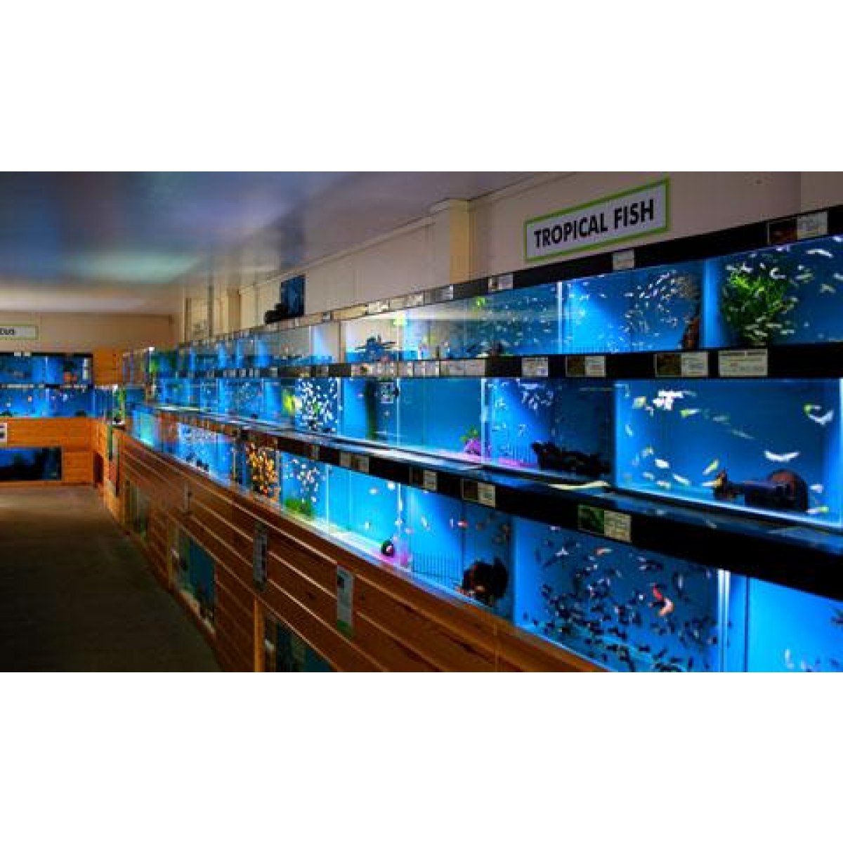 Winnersh Maidenhead Aquatics