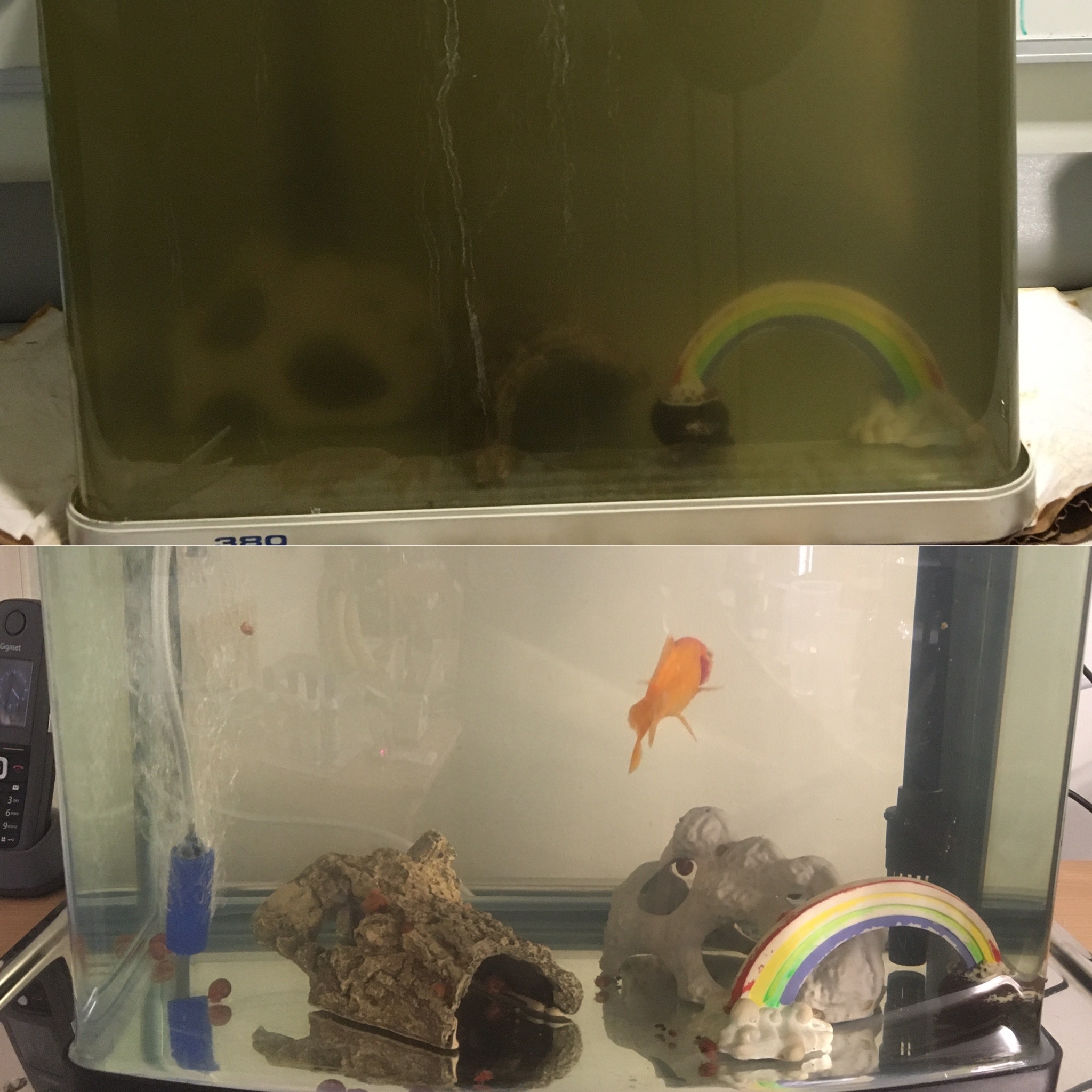 Rescuing a goldfish leaky tank, fish with a red gill top tips