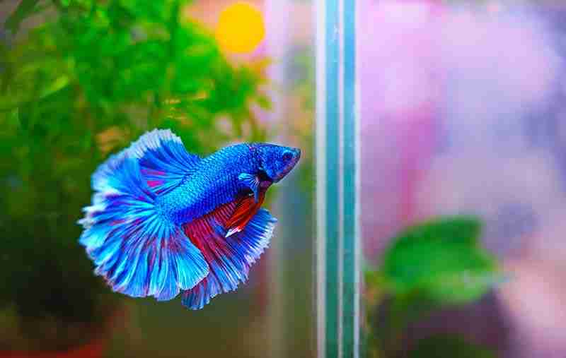 How Long Can Betta Fish Go Without Food (Before getting ill) Fish