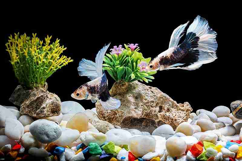 Betta Fish Hiding Common Reasons Why, And What To Do Fish Keeping