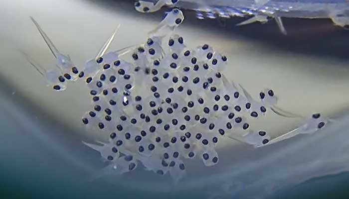 Baby Betta Fish (Care and Feeding Guide) Fish Keeping Academy