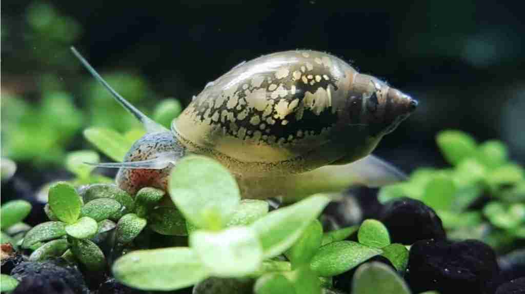 Pond Snail Vs Bladder Snail Similarities, Differences
