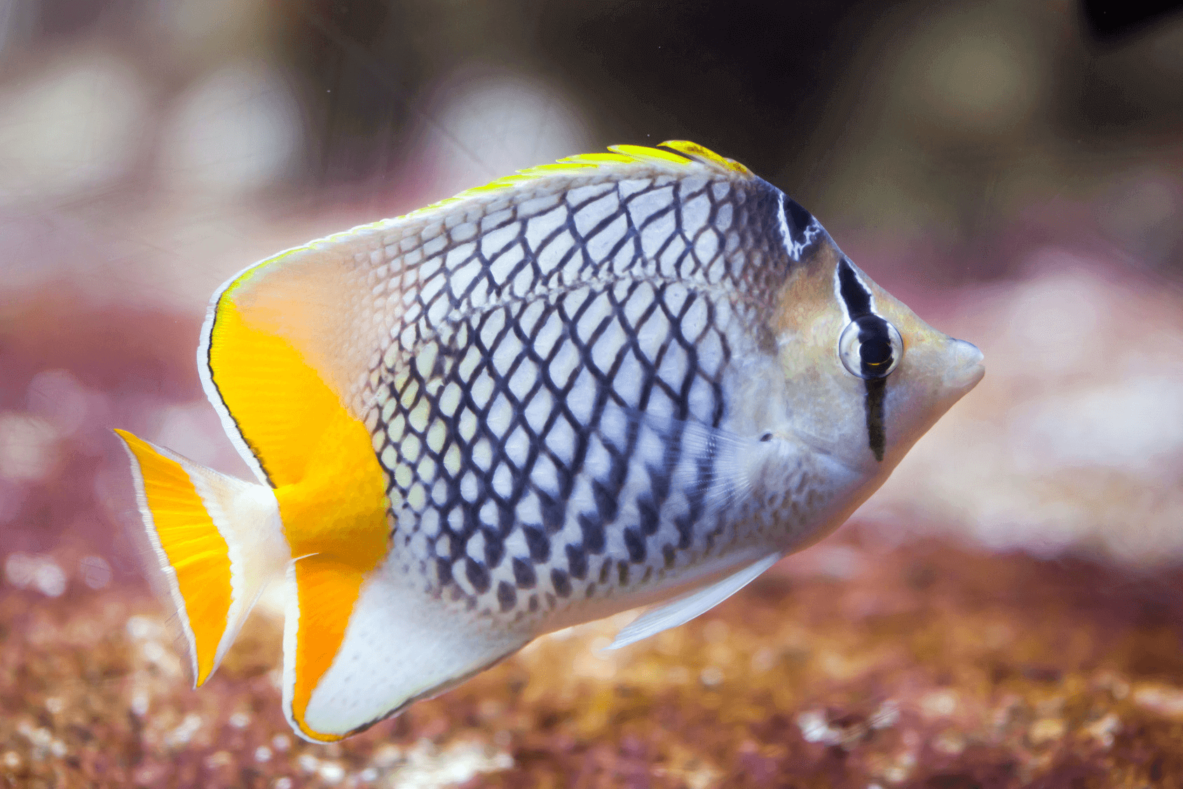 Fish water care, free shipping & low prices, shop now! Butterflyfish Complete Guide Compatibility Tank Requirements Diet And Species Fishkeeping World