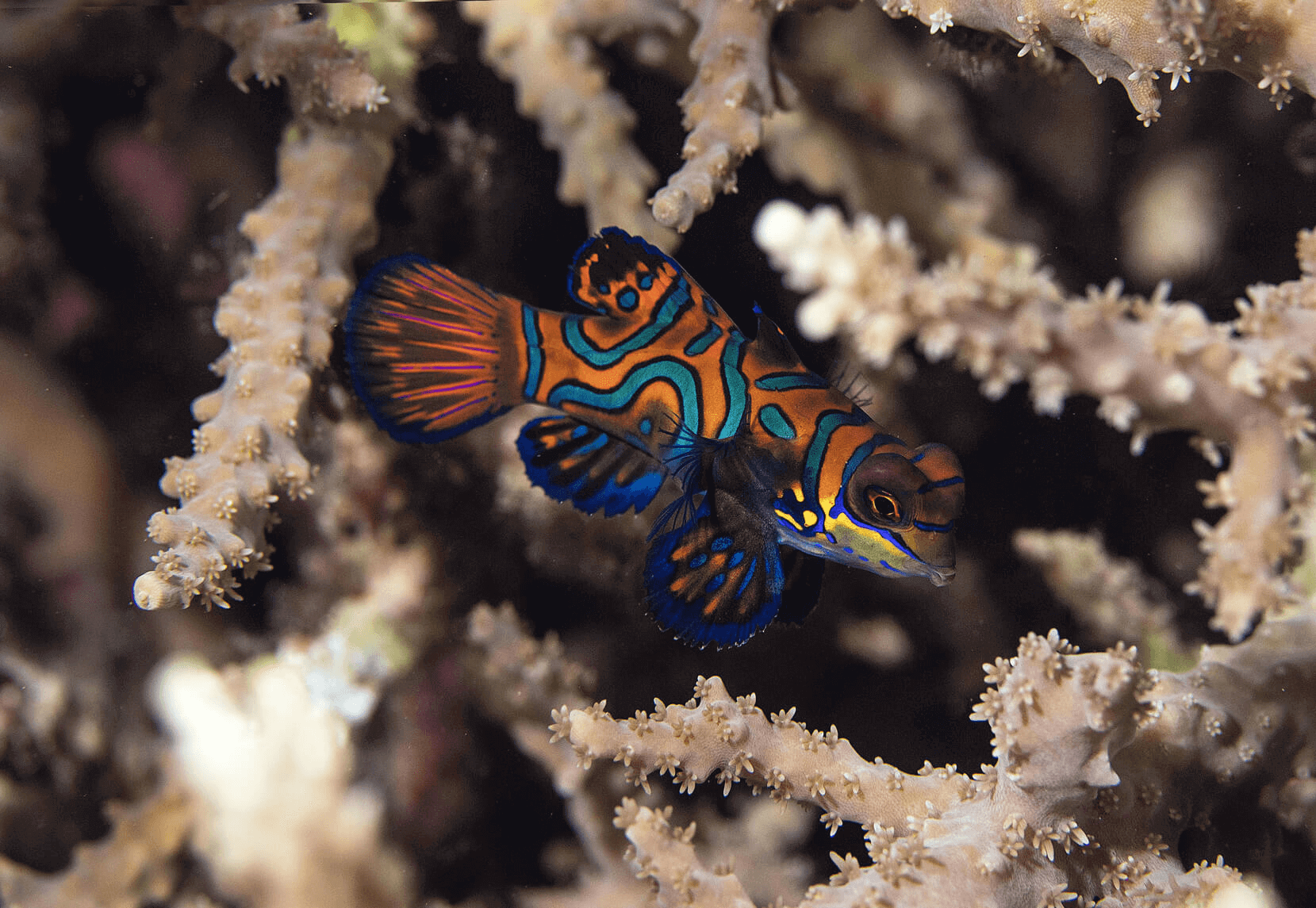 13 Most Popular Colorful Fish Fishkeeping World