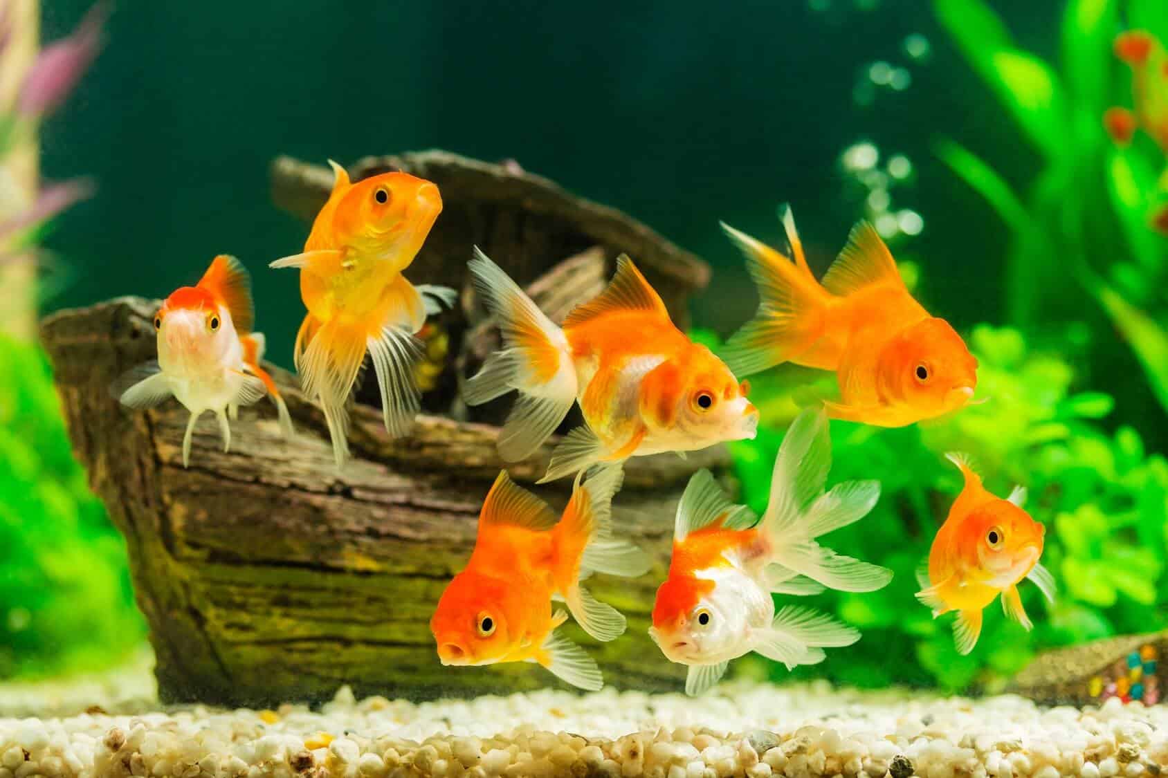 What Do Goldfish Eat? Complete Guide to Feeding Your Pet Goldfish(018)