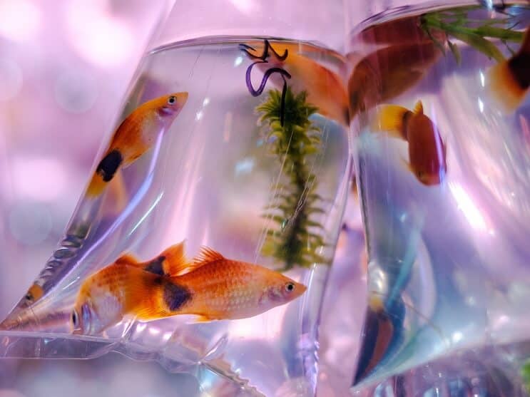 Molly Fish 2021 Types, Care Guide, Mating And More... Fishkeeping World