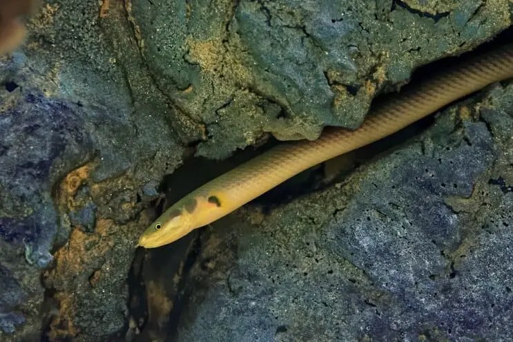 The Complete Care Guide For Rope Fish Fishkeeping World