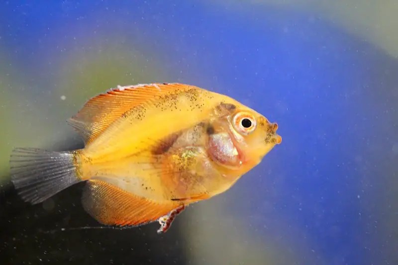 A Guide to Fin Rot Treatment Fishkeeping World