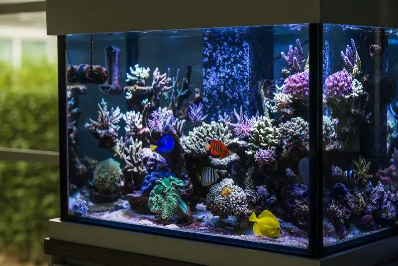 How to Build a Fish Tank A Step By Step Guide Fishkeeping World