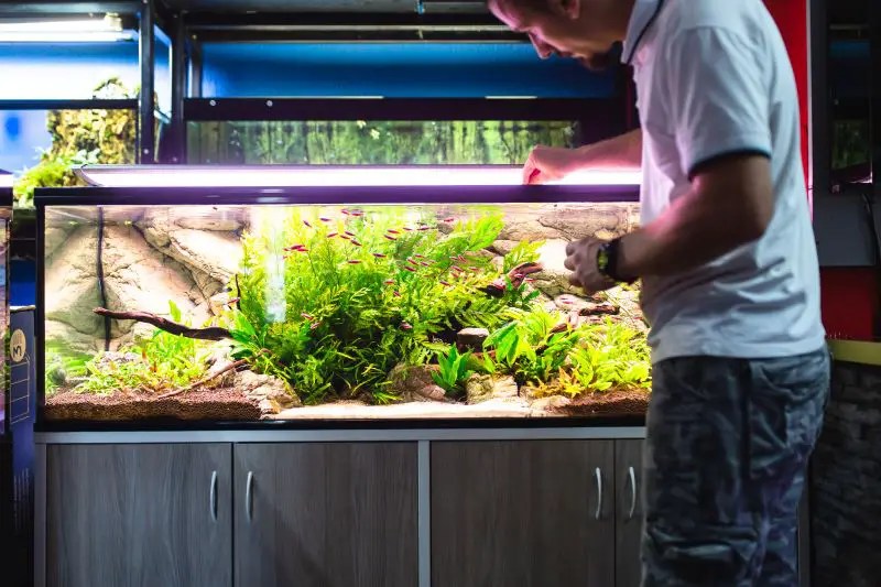 Best Home Aquarium For 2024 [Our Reviews and Comparisons] Fishkeeping