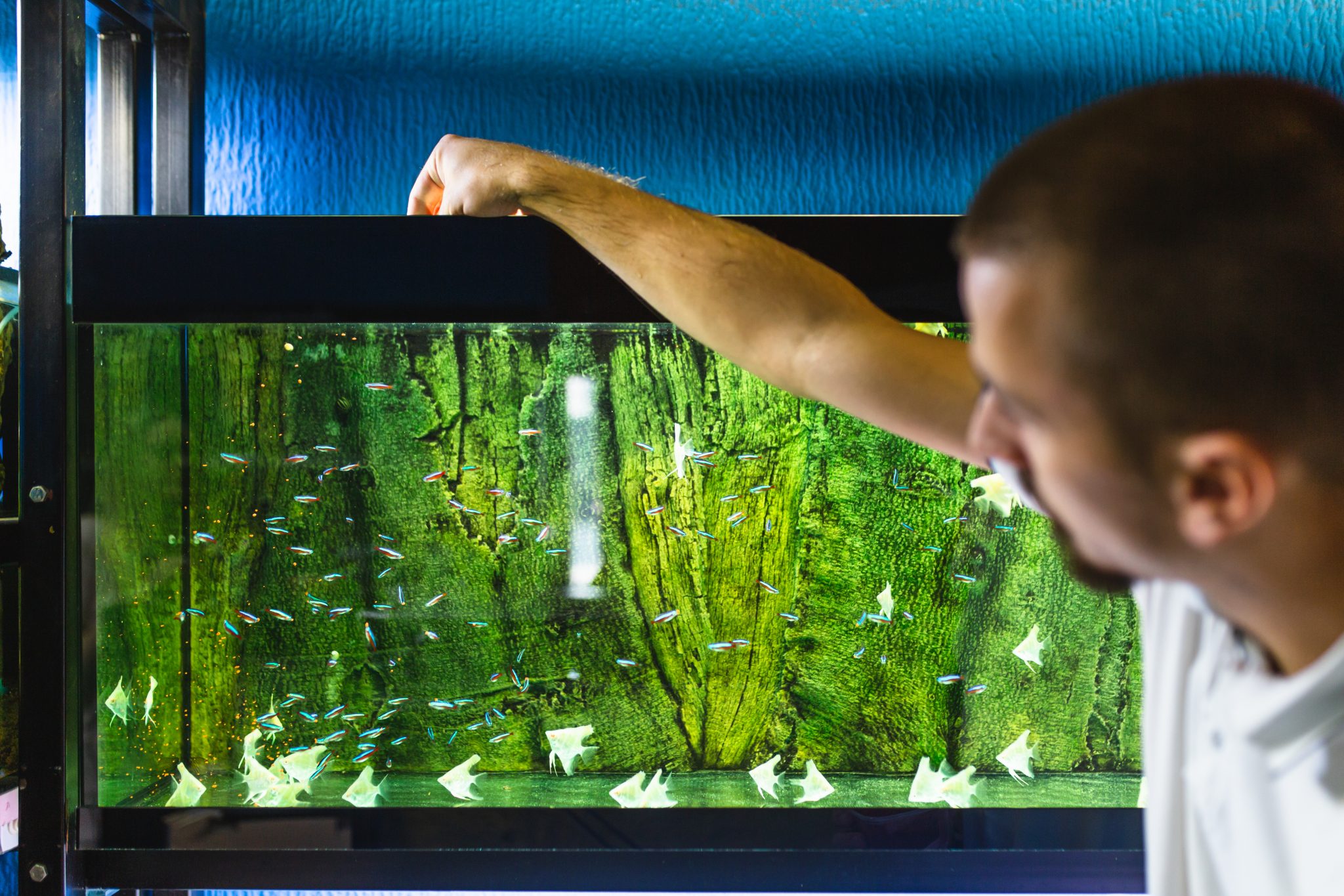 How to Get Rid of Algae in Fish Tank Fishkeeping World