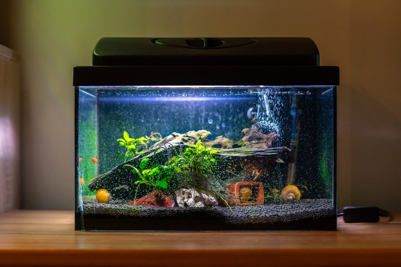 How to Build a Fish Tank A Step By Step Guide Fishkeeping World