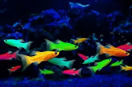 Glow Fish Breeding - Fishkeeping World