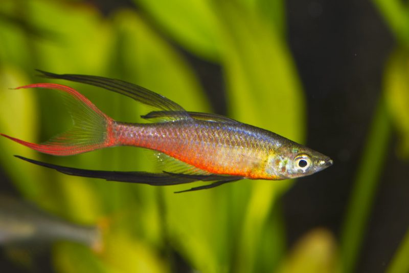 Rainbowfish A Complete Care Guide Fishkeeping World