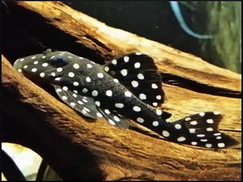 The Complete Guide to Snowball Pleco Care Fishkeeping World