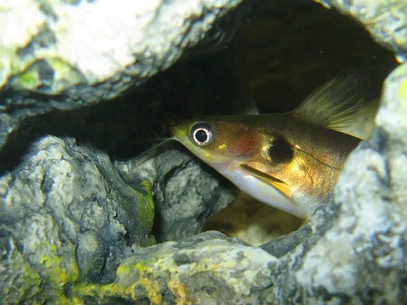 The Complete Guide to Eclipse Catfish Care Fishkeeping World