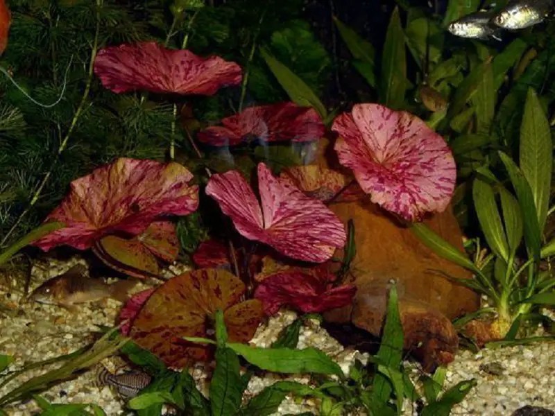 Tiger Lotus Growing Guide & Aquarium Profile Fishkeeping World