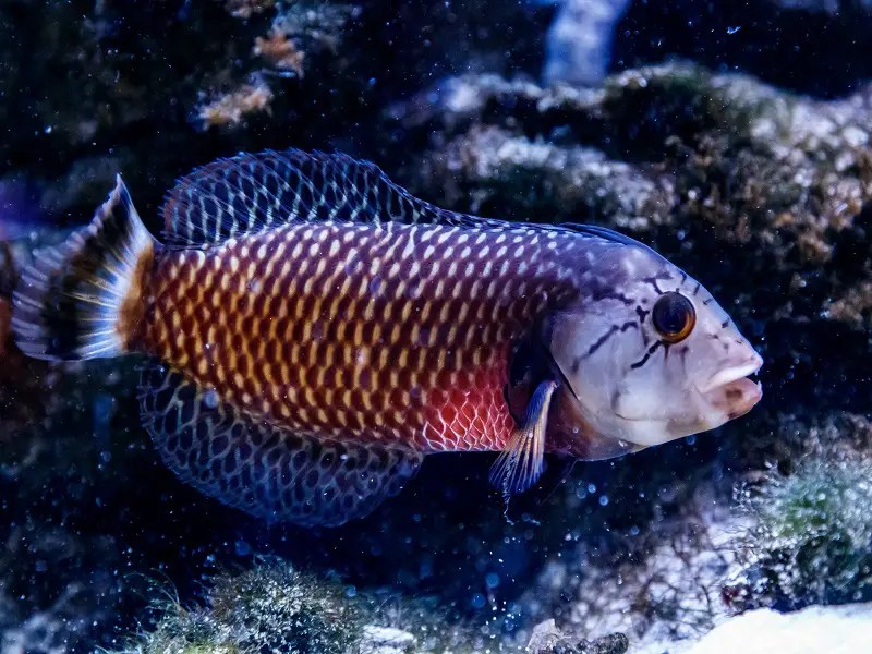 The Ultimate Dragon Wrasse Care Guide Fishkeeping World