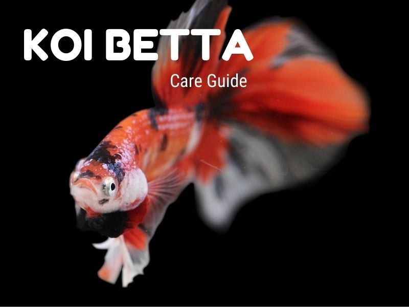 Koi Betta Care Guide & Species Profile Fishkeeping World