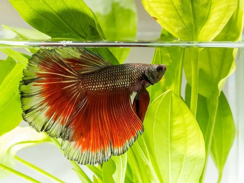 Do Betta Fish Sleep? Fishkeeping World